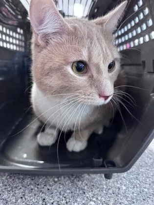 An adult medium-sized male Domestic Short Hair cat named Leo for adoption in West Chester, PA