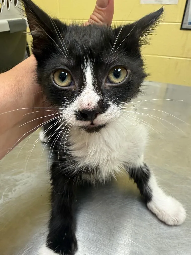 A baby small-sized female Domestic Short Hair cat named Papoose for adoption in Crossville, TN