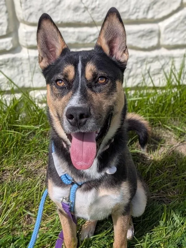 An adult medium-sized male Black Mixed Breed dog named Steve for adoption in Cincinnati, OH