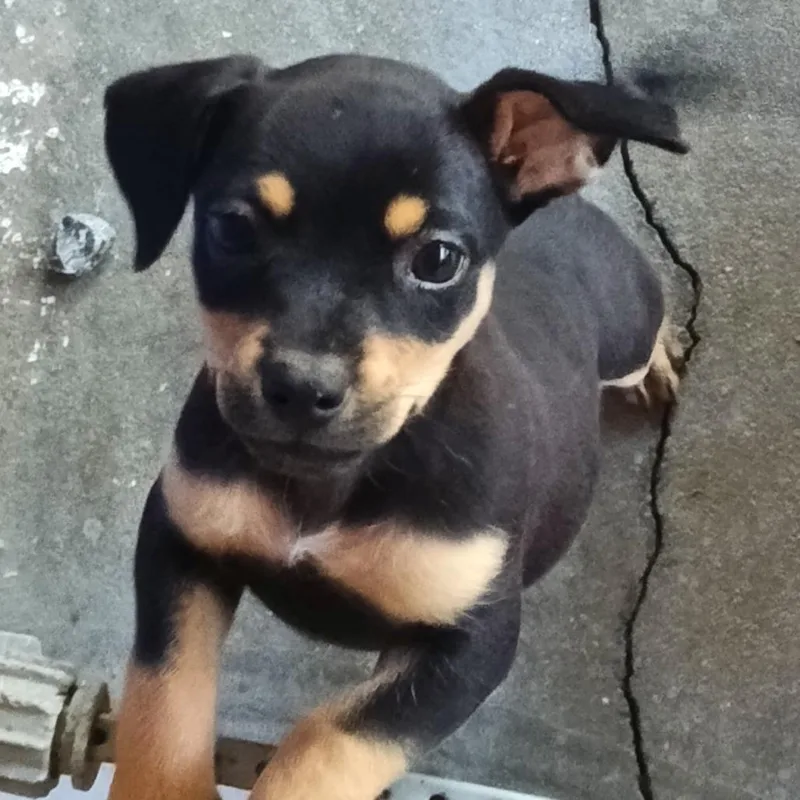 A baby small-sized female Black Chihuahua dog named Kylie for adoption in Franklin, NC