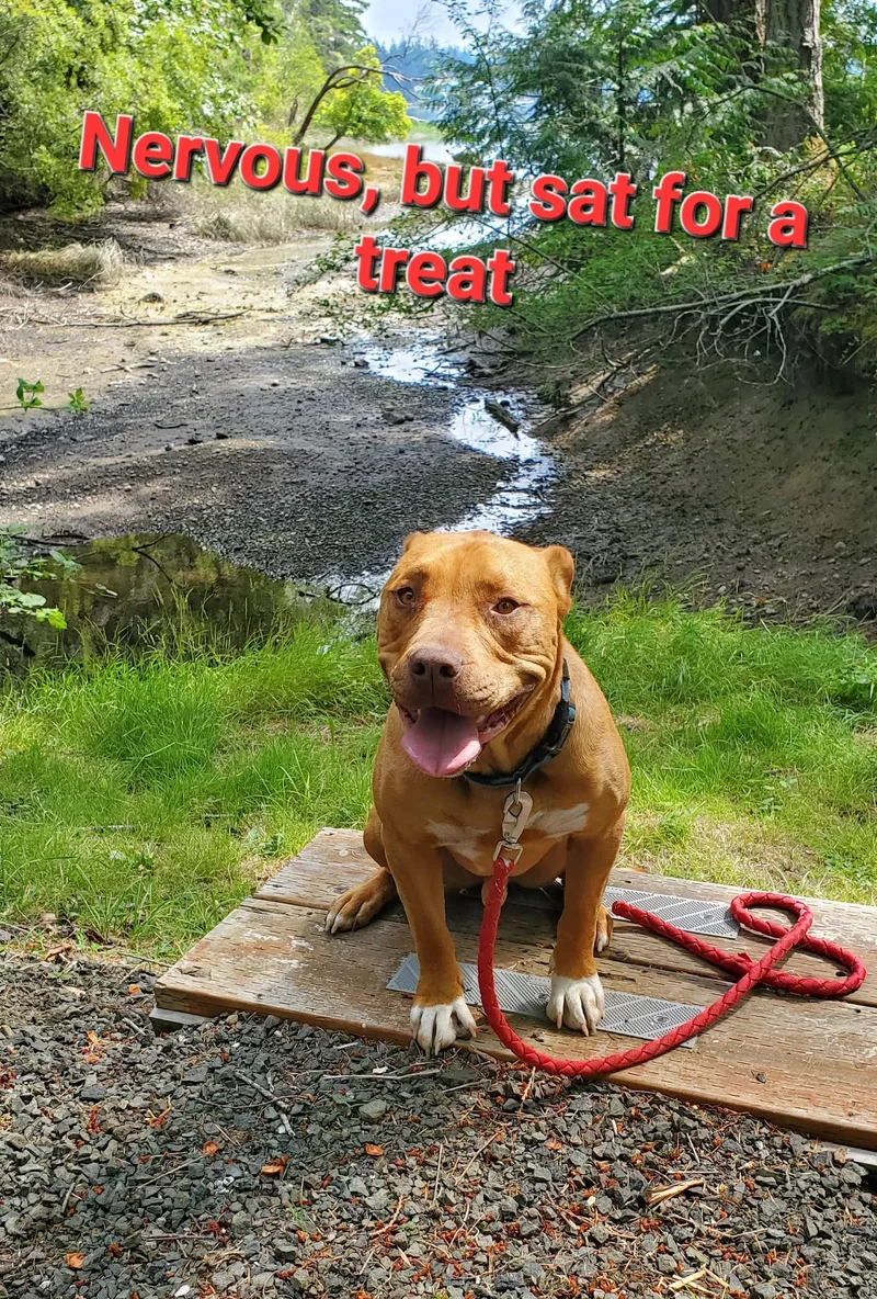 A young medium-sized male Red / Chestnut / Orange Pit Bull Terrier dog named Chopper for adoption in lynnwood , WA