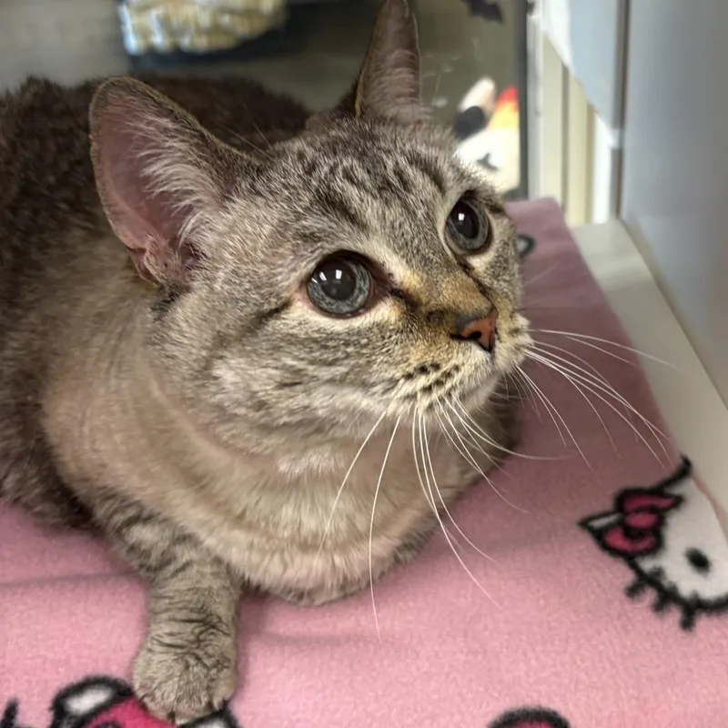A senior large-sized female Brown / Chocolate Domestic Short Hair cat named Rascal for adoption in Temecula, CA