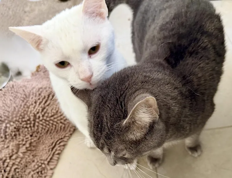 Charlie Bonded Pair With thumbnail 3