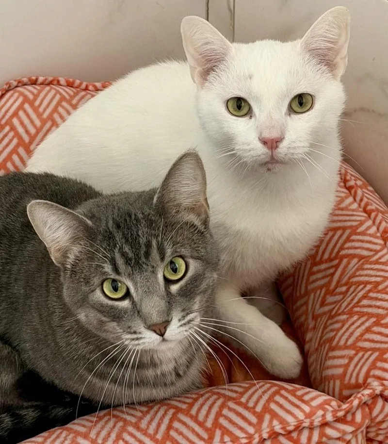 Charlie Bonded Pair With thumbnail 5