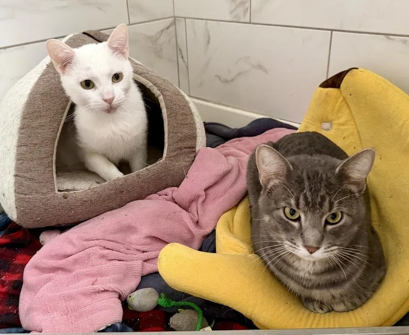 Charlie Bonded Pair With thumbnail 6