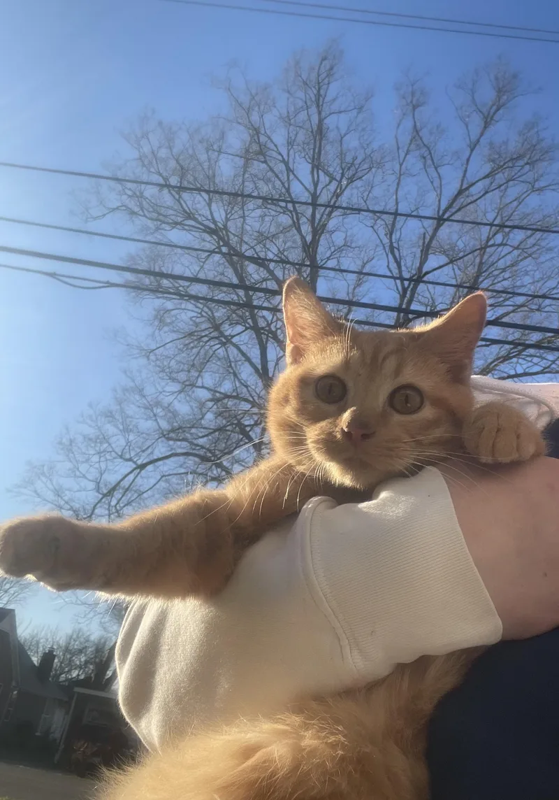 A young medium-sized male Orange / Red Tabby cat named Tater Tot for adoption in Dayton, TN