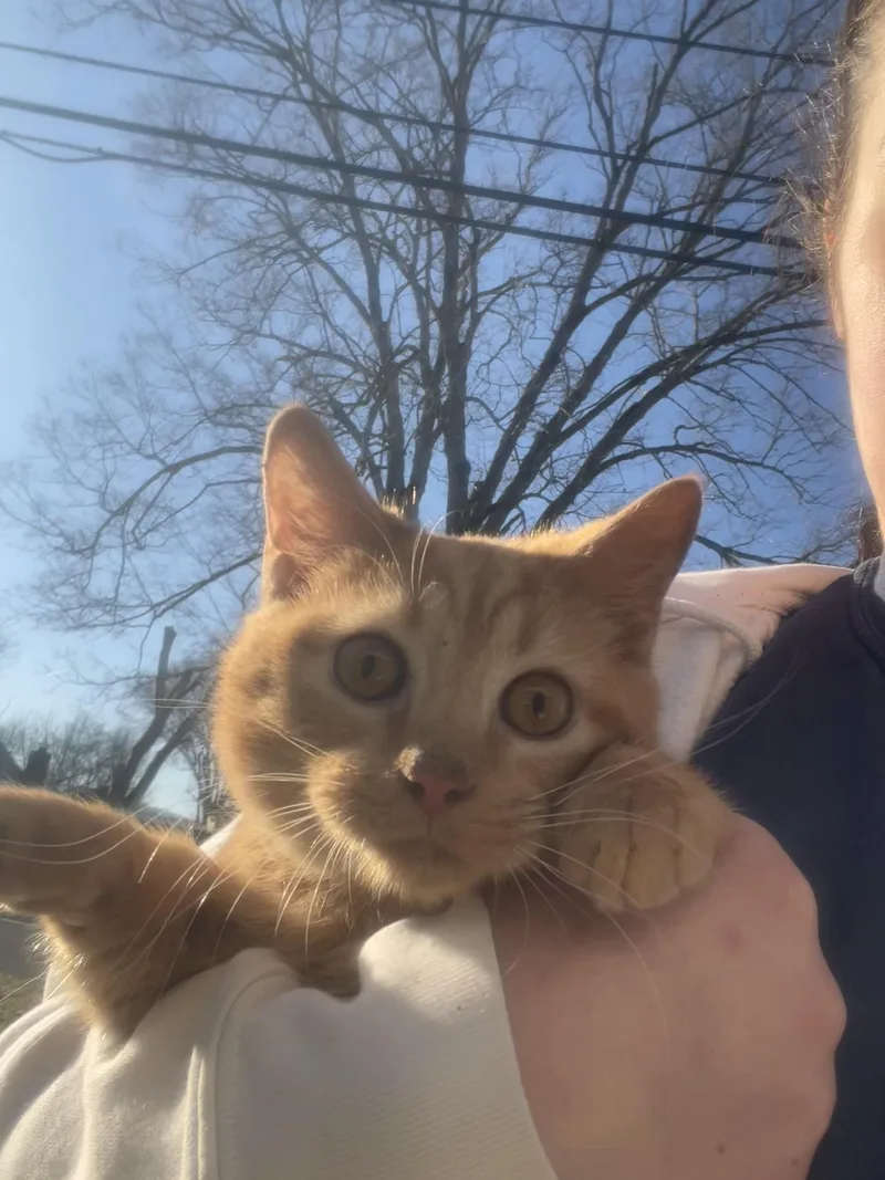 Tater Tot thumbnail 2