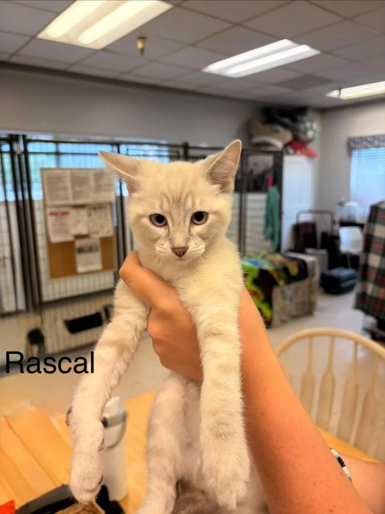 A baby medium-sized male Domestic Short Hair cat named Simba for adoption in Heber City, UT