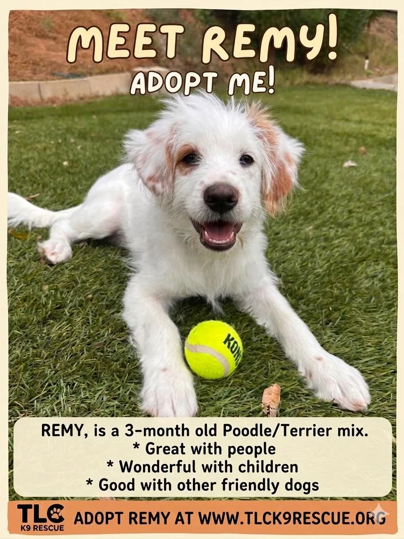 Remy thumbnail 2