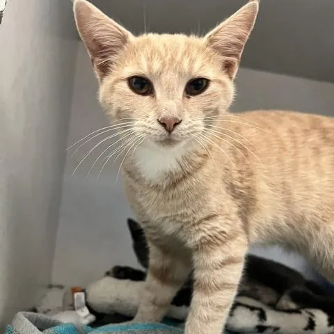A young medium-sized male Buff / Tan / Fawn Domestic Short Hair cat named Felix Fang for adoption in Dayton, OH