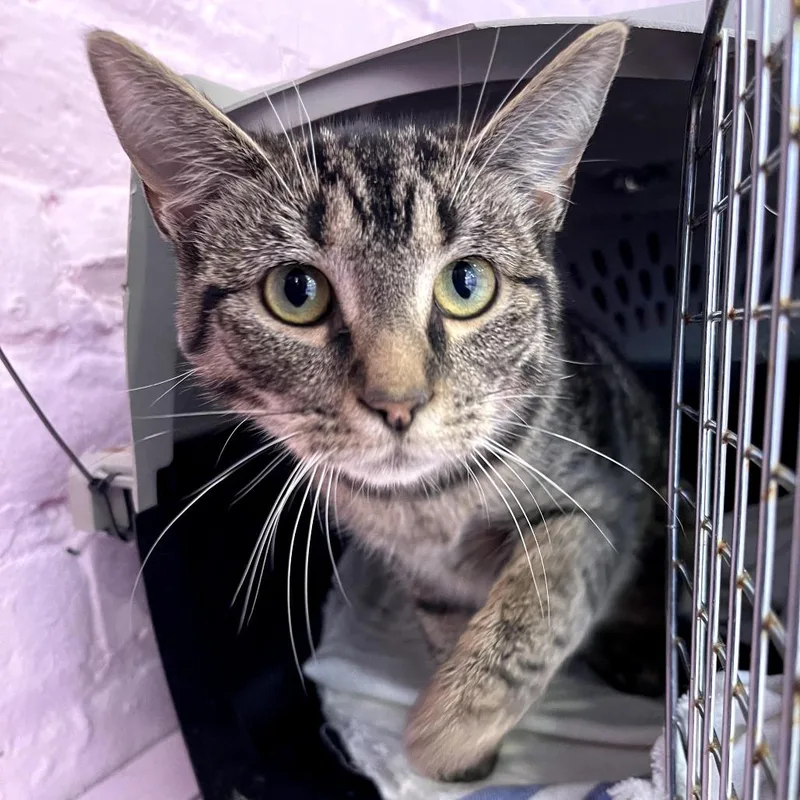 Green Bean thumbnail 2