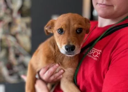 A baby small-sized female Mixed Breed dog named Preciosa for adoption in West Chester, PA