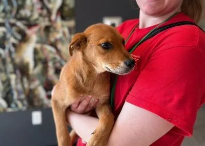 Preciosa thumbnail 2