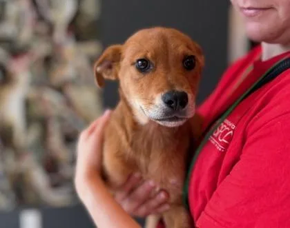 Preciosa thumbnail 3