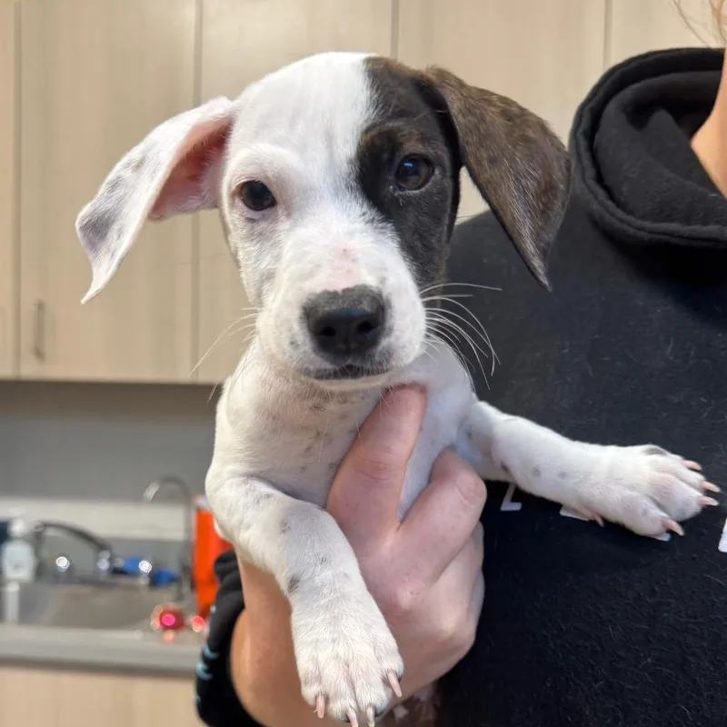 A baby medium-sized male Black Beagle dog named Fester for adoption in Englewood, FL