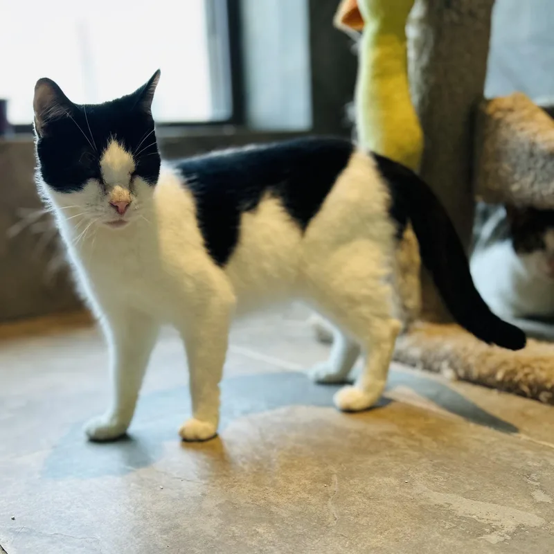 A young medium-sized female Black & White / Tuxedo American Shorthair cat named Tipper for adoption in Seguin, TX