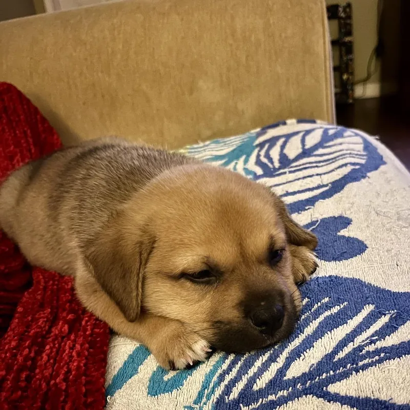 A baby medium-sized male Labrador Retriever dog named Peanut Butter for adoption in Cordova, TN