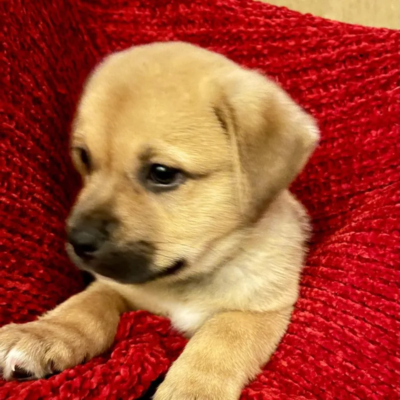 Peanut Butter thumbnail 3