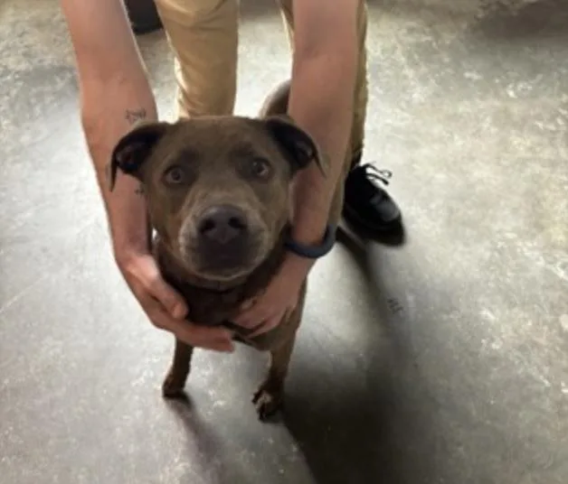 An adult medium-sized female Gray / Blue / Silver Mixed Breed dog named Millicent for adoption in Terre Haute, IN