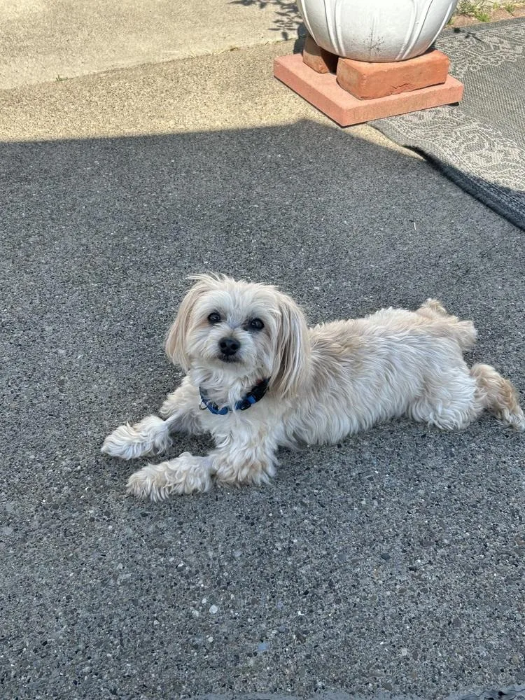 A senior small-sized male White / Cream Poodle dog named Chuck for adoption in Jefferson Hills, PA
