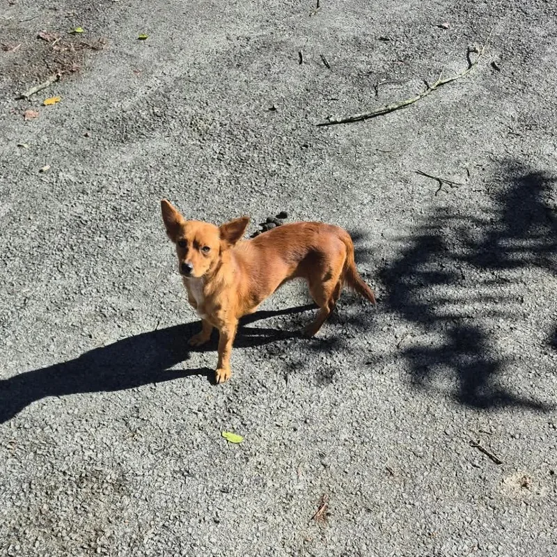 An adult small-sized female Chihuahua dog named Cece for adoption in Morganfield, KY