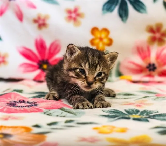 A baby small-sized male Domestic Short Hair cat named Orian for adoption in Riverside, CA