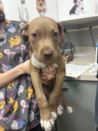 A baby small-sized male Terrier dog named Ed for adoption in Palm Coast, FL