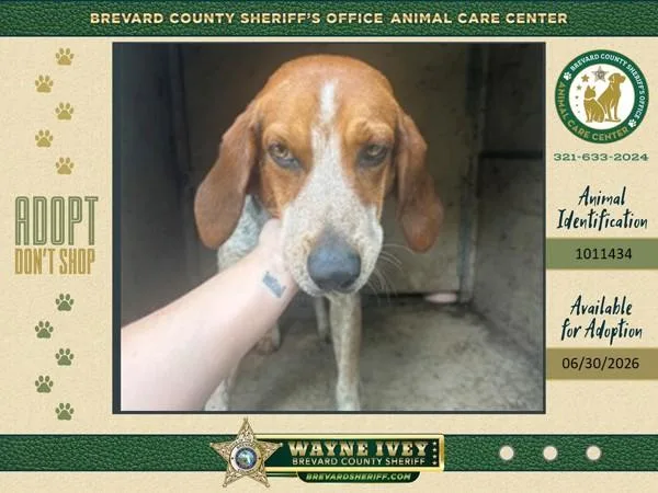 An adult medium-sized male Mixed Breed dog named Foghorn Leghorn for adoption in Melbourne, FL
