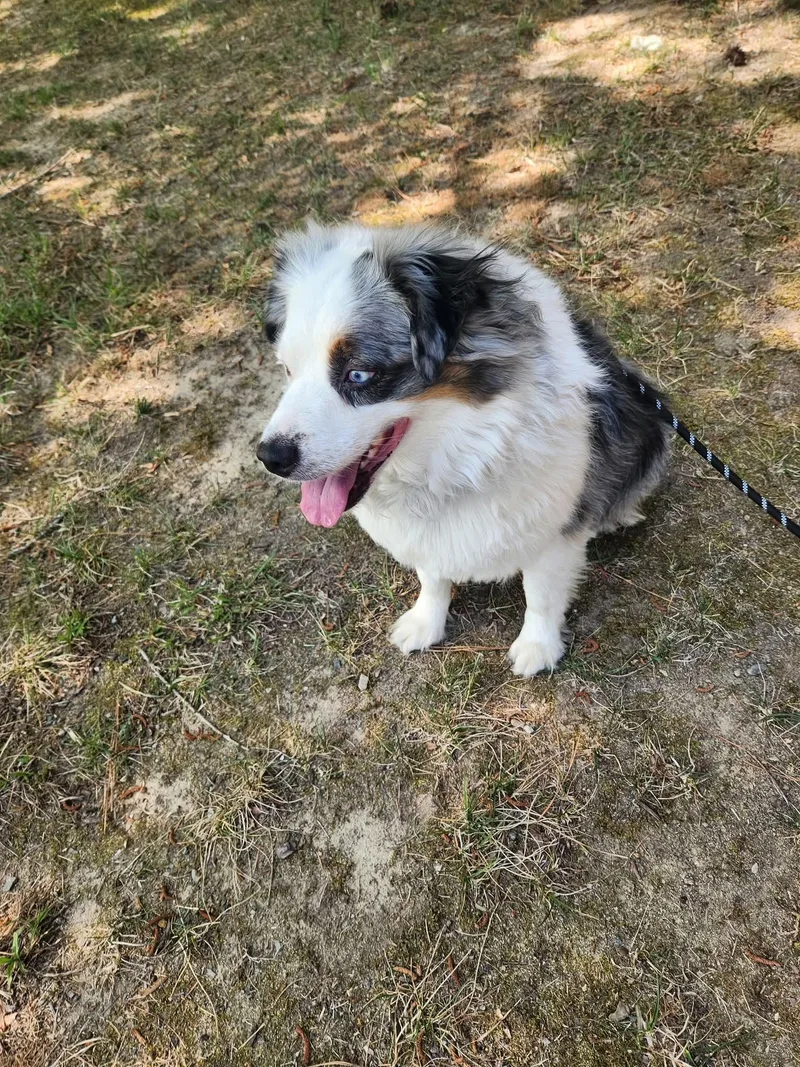 An adult medium-sized male Australian Shepherd dog named Milo for adoption in Alexandria, VA