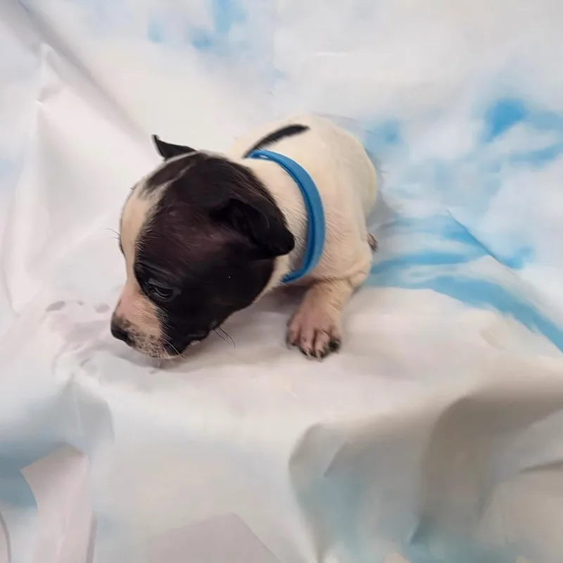 A baby medium-sized male Black Pit Bull Terrier dog named Sting for adoption in North Bend, OR