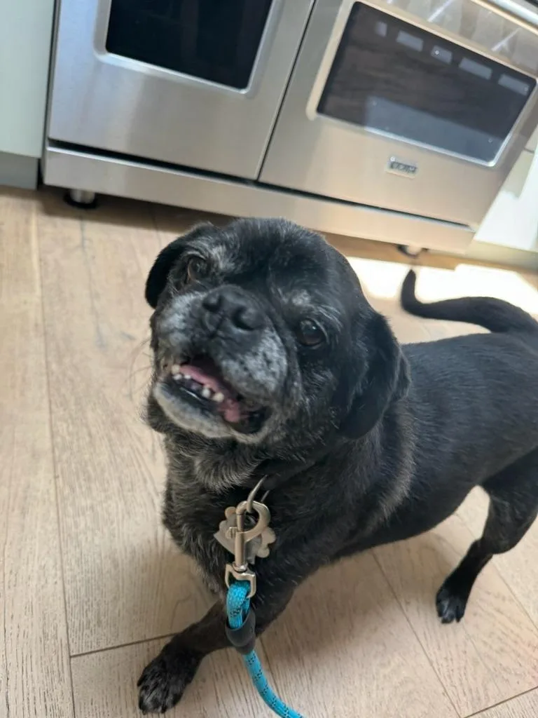 A senior small-sized male Pug dog named Bentley for adoption in Gardena, CA
