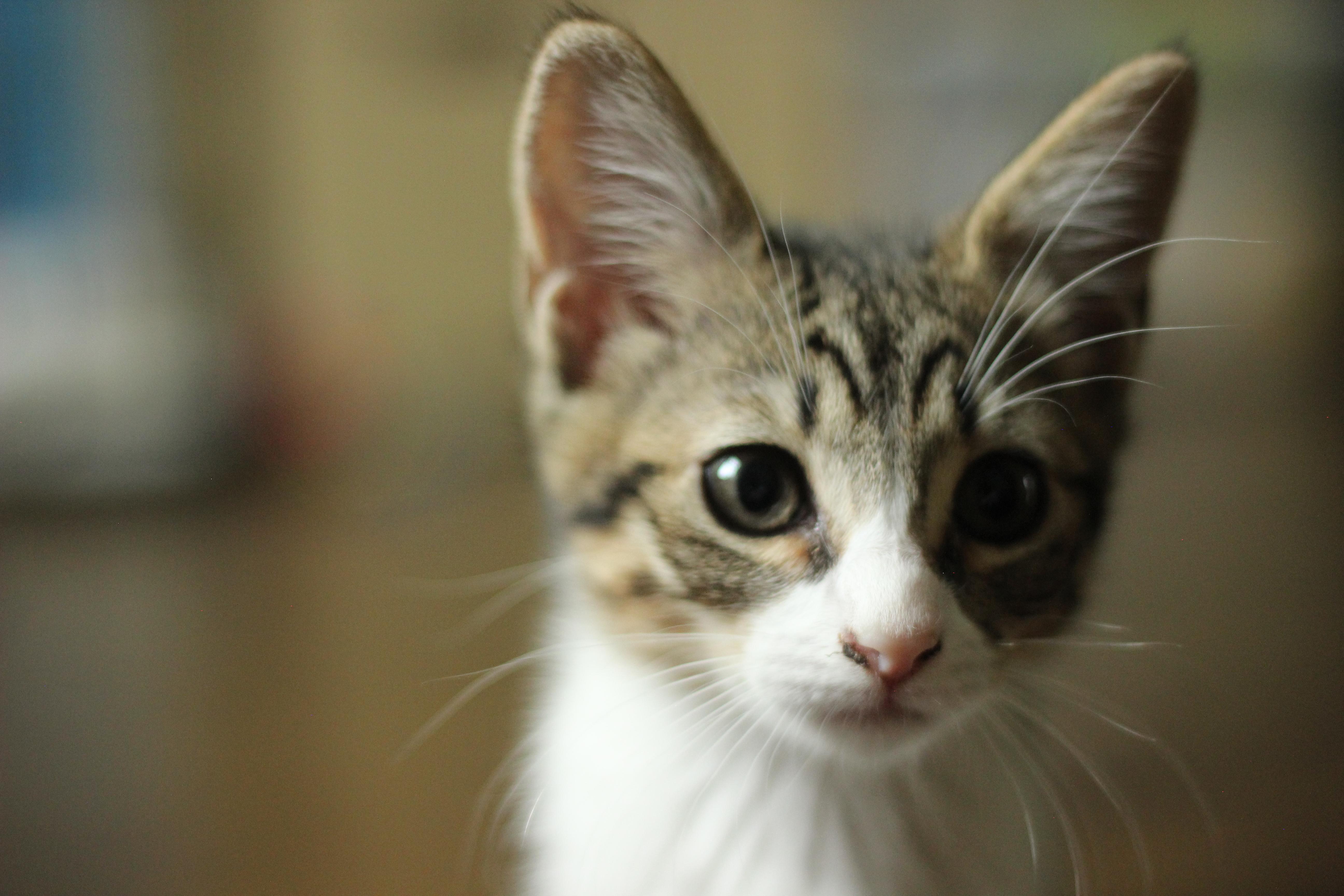 A baby small-sized female Domestic Short Hair cat named Melissa for adoption in Hillsborough, NC