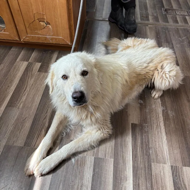 An adult large-sized male White / Cream Great Pyrenees dog named Andy JuM for adoption in Austin, TX