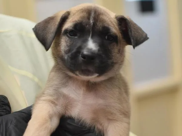 A baby small-sized male Terrier dog named Gregory for adoption in Portland, OR