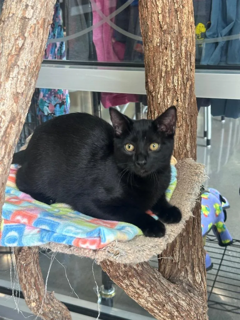 A baby medium-sized male Domestic Long Hair cat named Spicy for adoption in Johnson City, TN