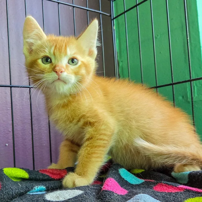 A baby small-sized male Orange / Red Domestic Short Hair cat named Gatekeep for adoption in San Diego, CA