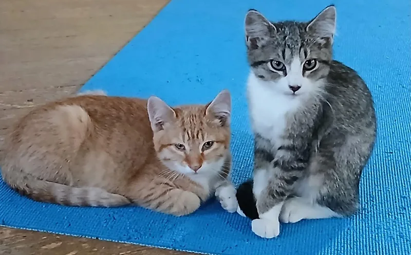A baby medium-sized male Tabby cat named Sonny & Ivy for adoption in The Dalles, OR