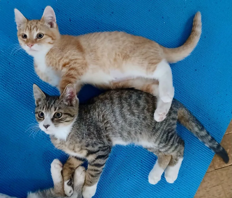 Sonny & Ivy thumbnail 2