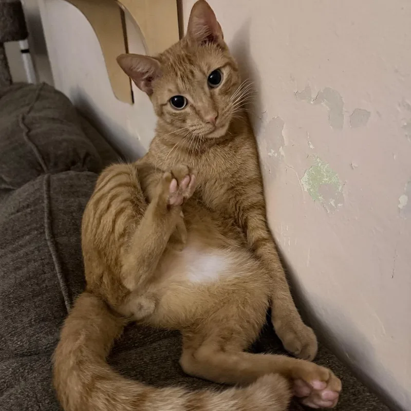A young medium-sized male Orange / Red Domestic Short Hair cat named Dallas for adoption in Hollywood, FL