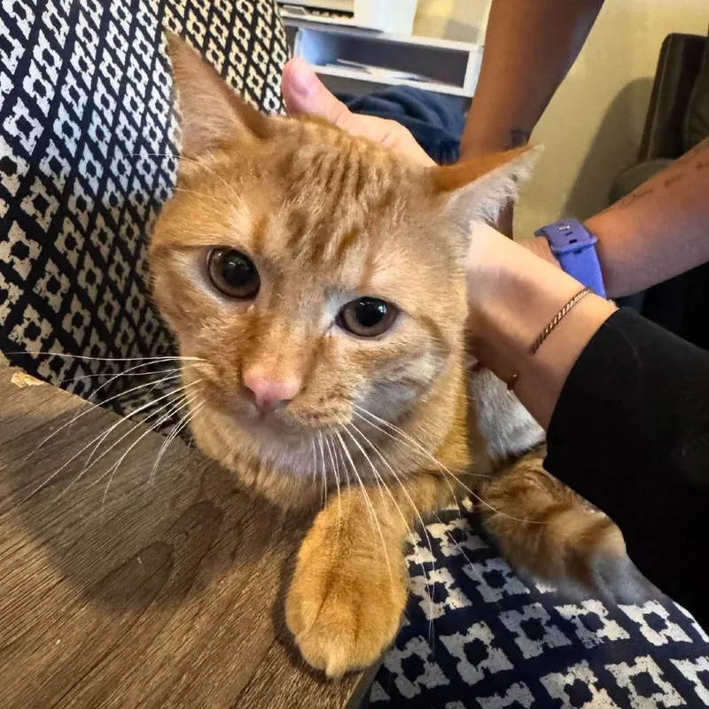 Puss Novack