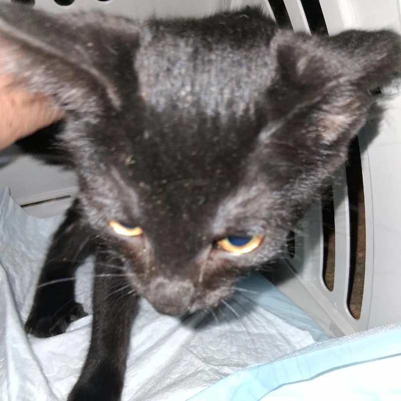 A baby small-sized male American Shorthair cat named Loki for adoption in mount vernon, AR