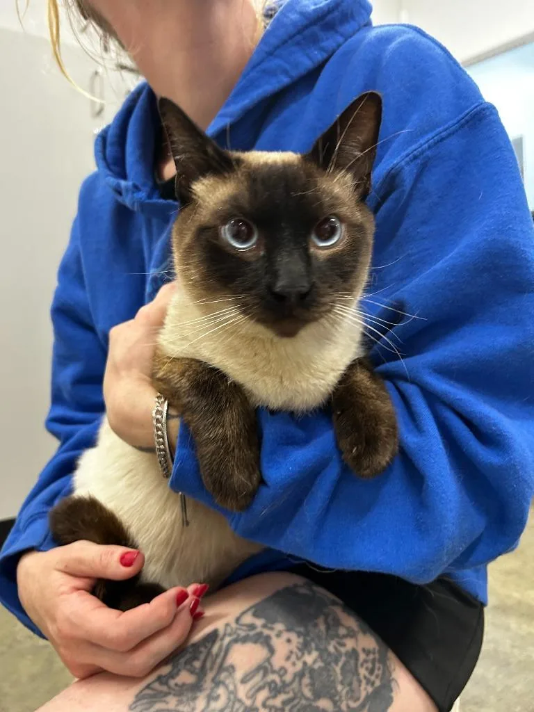 A young small-sized male Domestic Short Hair cat named D'avon for adoption in Thousand Oaks, CA