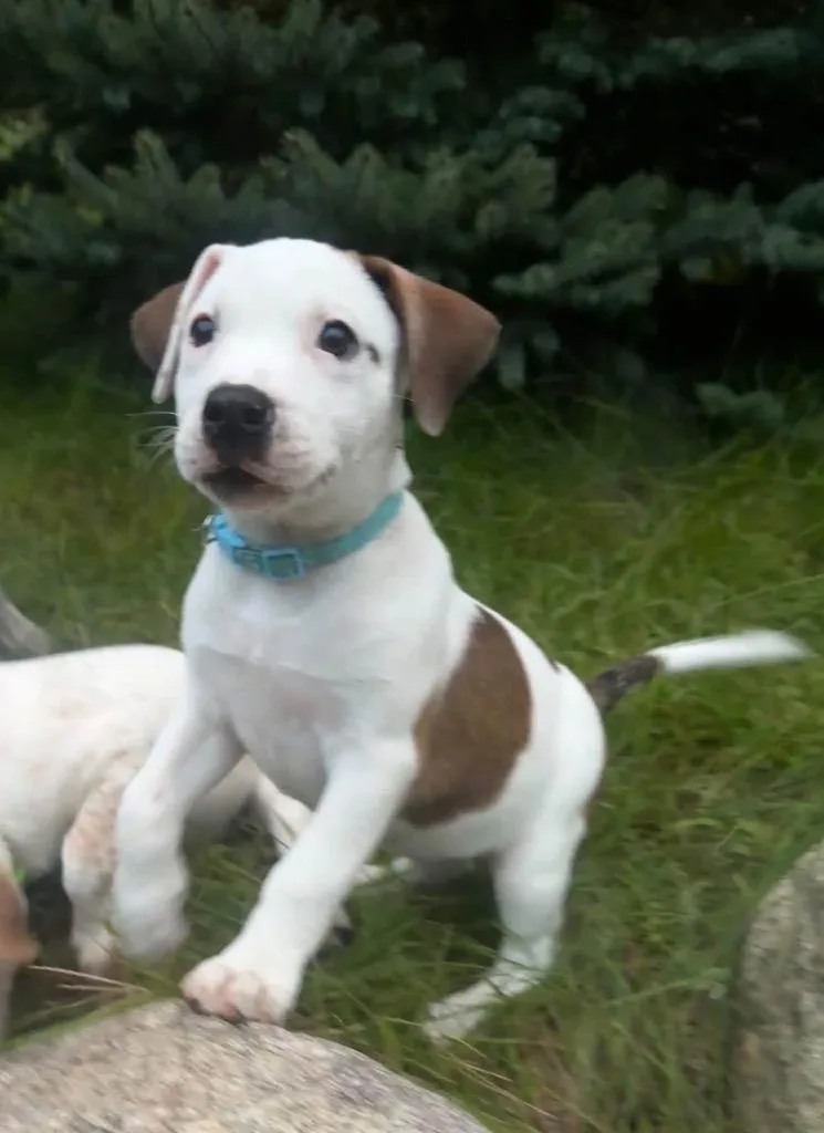A baby medium-sized female Catahoula Leopard Dog dog named Rainer Teal for adoption in Charlotte, MI