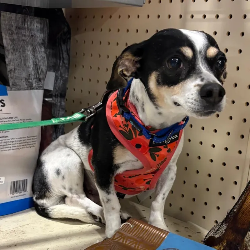 A senior small-sized female White / Cream Chihuahua dog named Solar Gem for adoption in Fredericksburg, VA