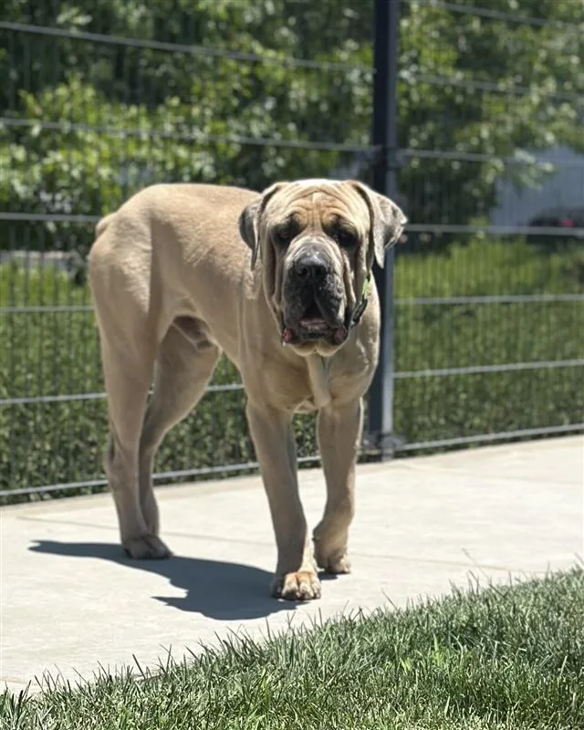 Beauregard