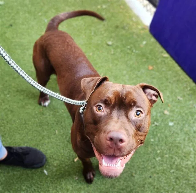 A young medium-sized male Pit Bull Terrier dog named Roger Rabbit for adoption in Minneapolis, MN