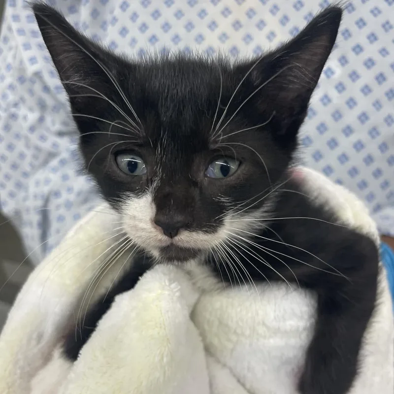 A baby small-sized male Black Domestic Short Hair cat named Crowley for adoption in West Palm Beach, FL