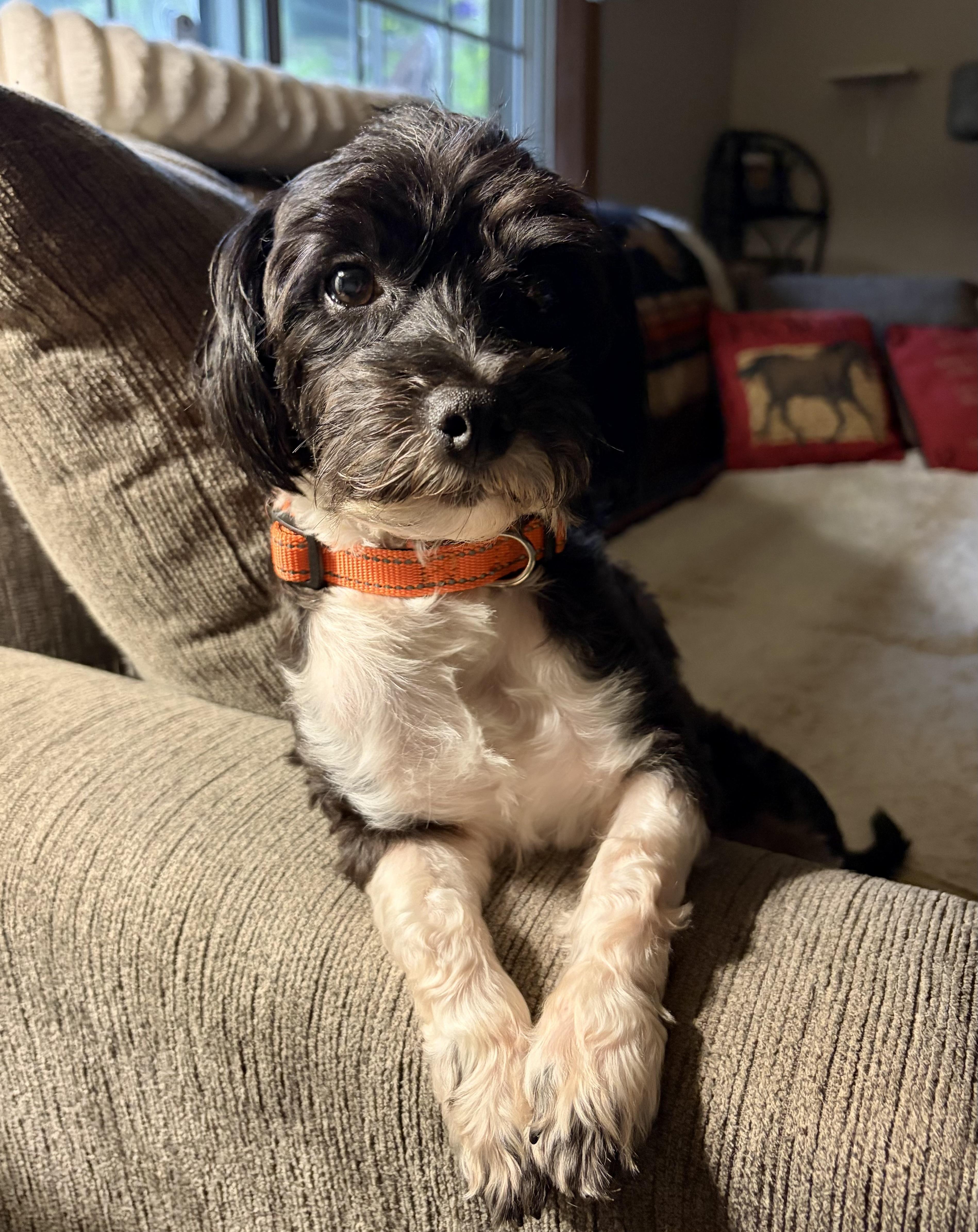 An adult small-sized male Havanese dog named Sylas for adoption in Iron Ridge, WI