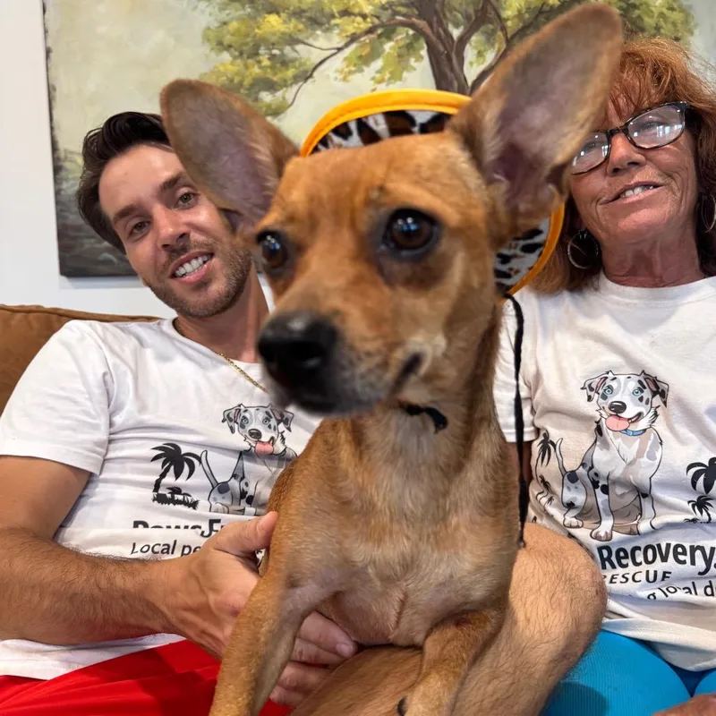 An adult small-sized female Brown / Chocolate Dachshund dog named Thelma for adoption in Indiantown, FL