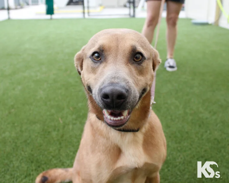 An adult medium-sized male Golden Black Mouth Cur dog named Slider for adoption in Ponte Vedra, FL